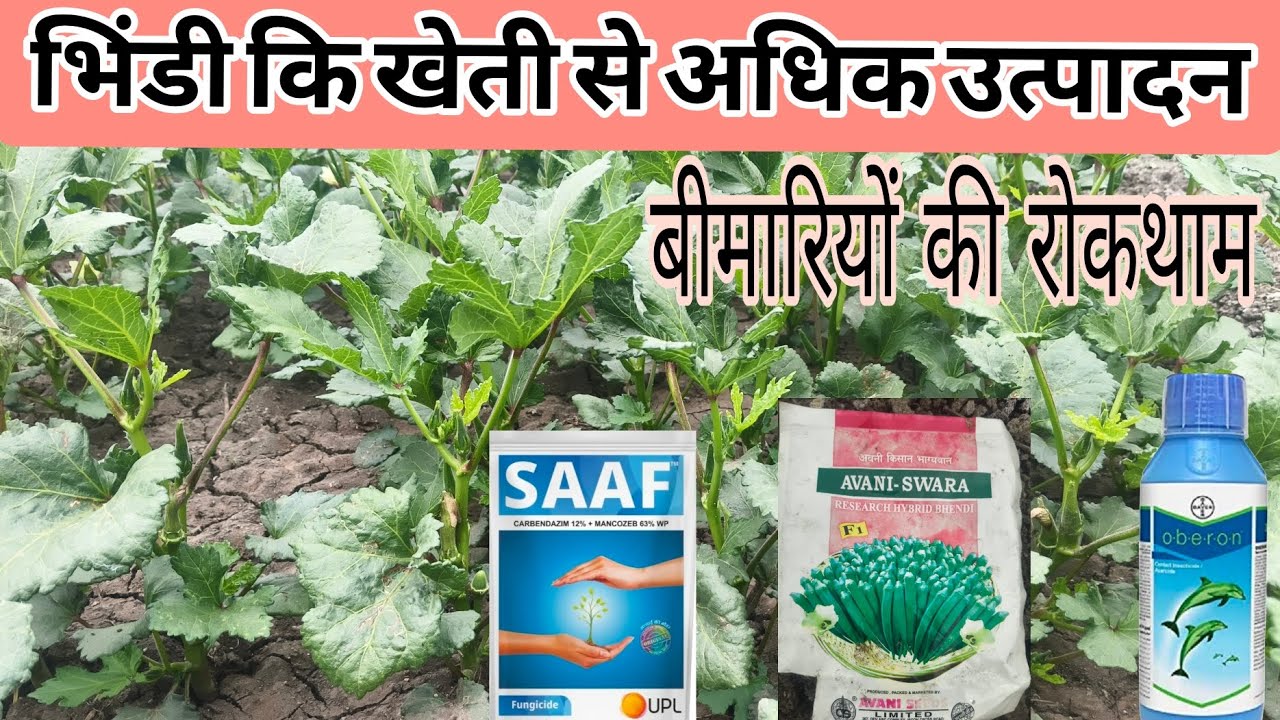 भिंडी कि खेती करने के लिए उपयुक्त समय कौनसा रहता हैं बुआई के बाद 45 दिन में उत्पादन उन्नत किस्मों 