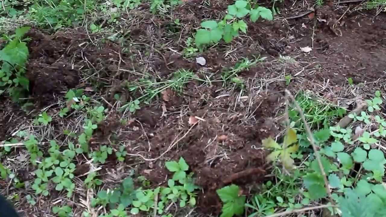 WYKOPKI WYKRYWACZEM GARRETT ACE 150/ LEŚNICZ&Oacute;WKA