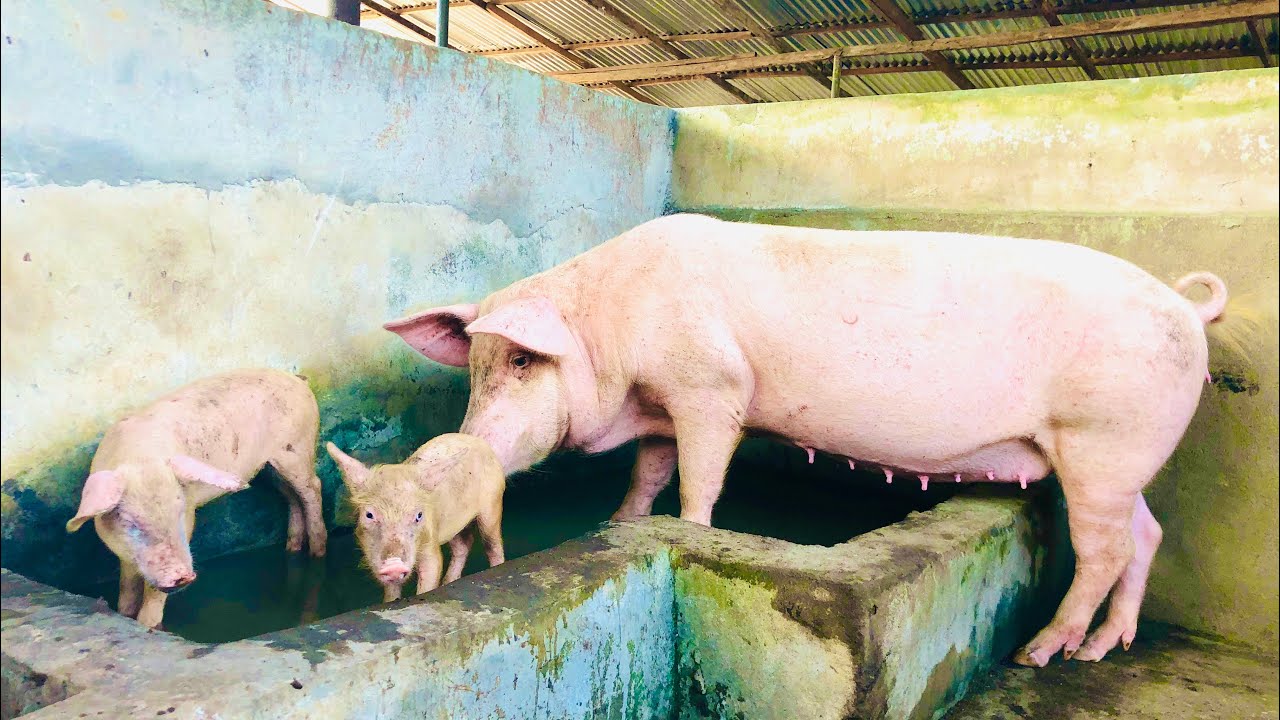At What Age Are Pigs Called Piglets, Weaners, Growers And Matured