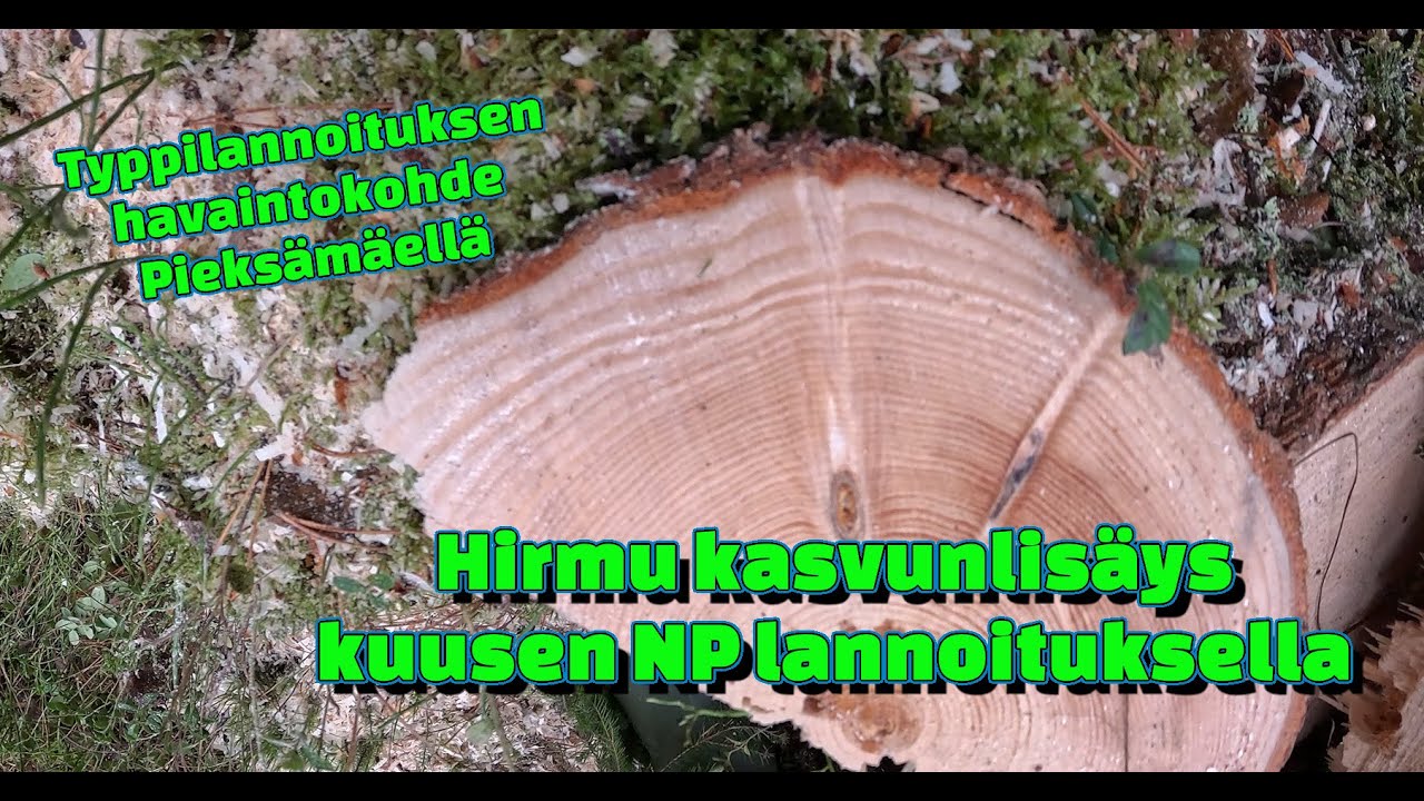 Hirmu kasvunlisäys NP-lannoituksella Pieksämäen kuusella