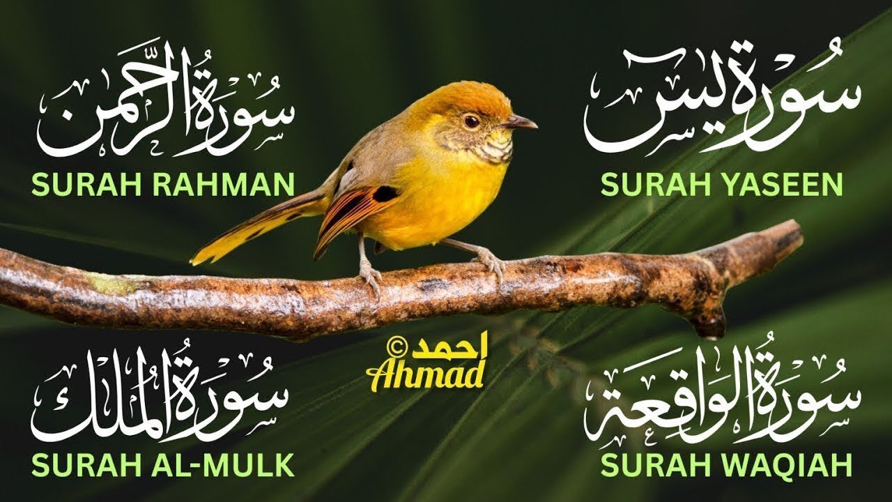 Beautiful Recitation of Surah Yasin | Surah Rahman | Surah Waqiah | Surah Mulk By Mukhtar Al Haaj