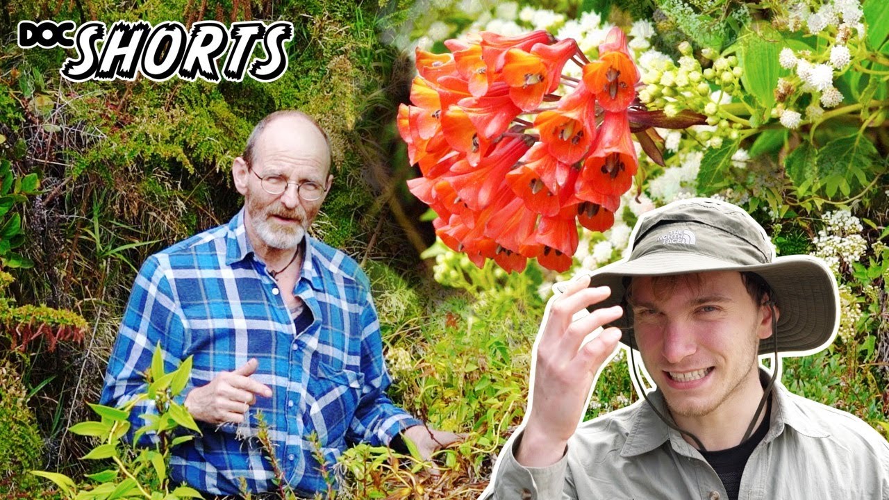 DOC SHORTS | Folge 18 - Tanz auf dem Vulkan: die Vulkanelfe und ihre Blume