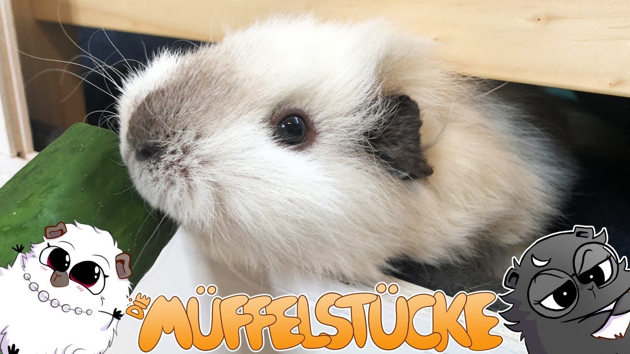 Vertragen sich unsere Meerschweinchen noch untereinander? | Die Müffelstücke