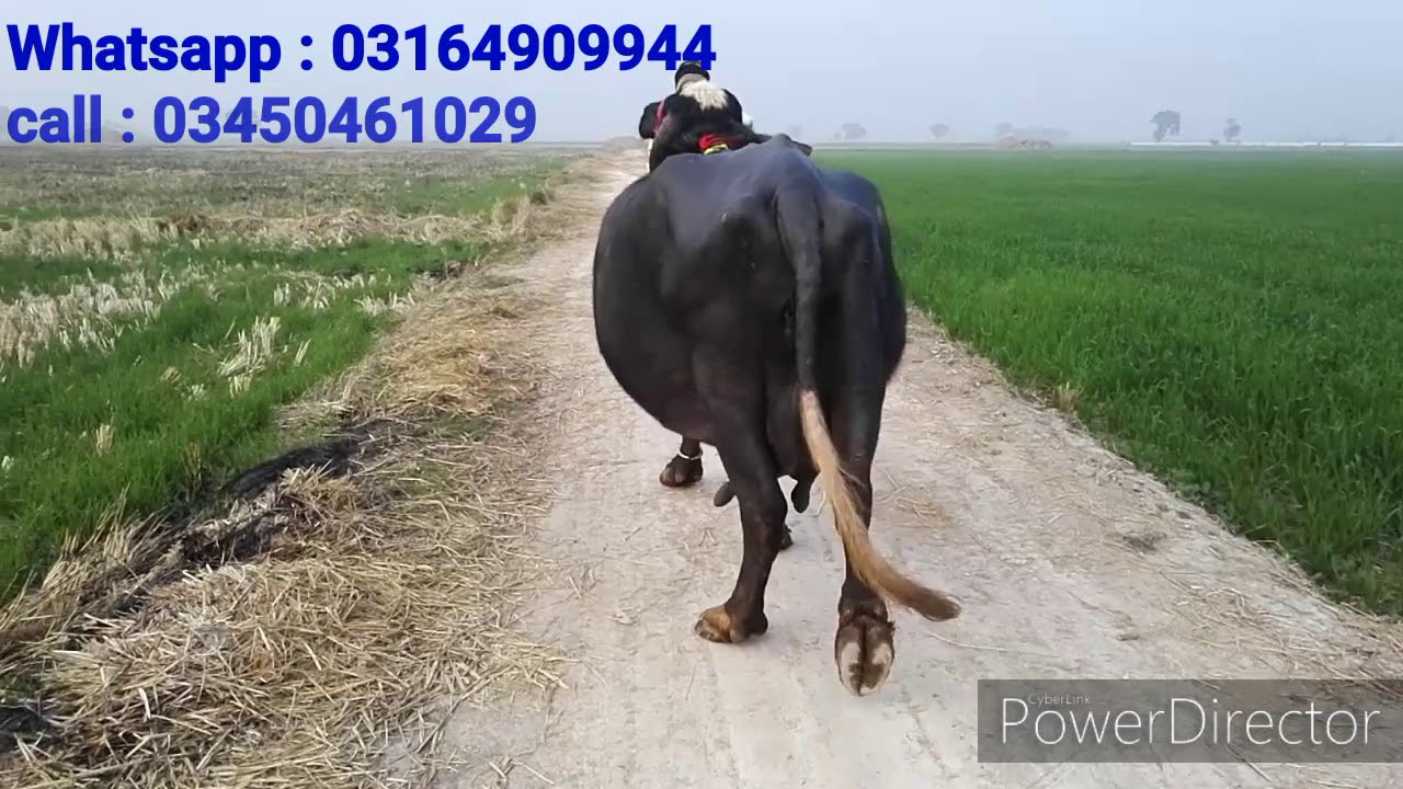 Meeni Buffalo for sale in Nankana Sahib