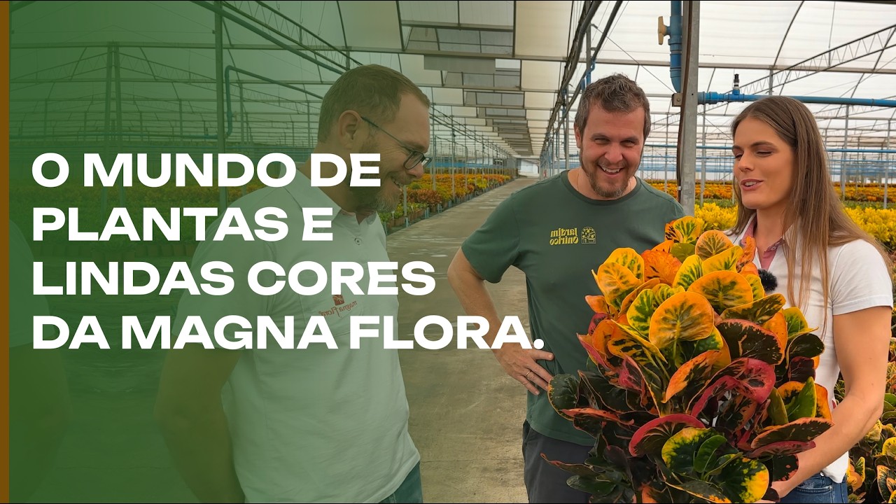 Plantas de cores fortes: as lindas Crótons e as Ficus da Magna Flora.