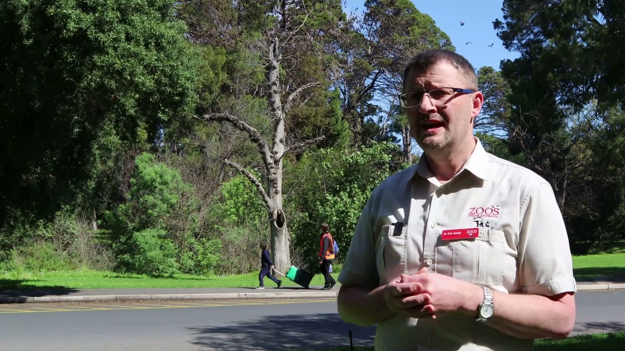 Grey Headed Flying Foxes - Introduction