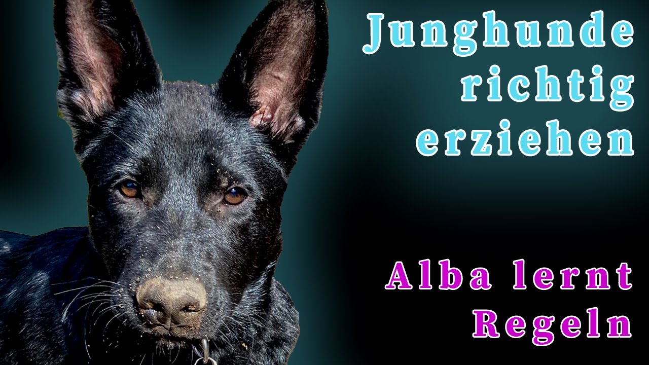 Junghunde richtig erziehen - Alba lernt Regeln