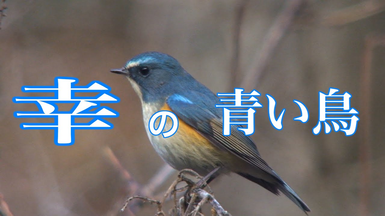 Wild birds that add color to winter『冬を彩る野鳥達』