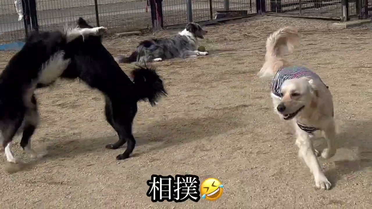 【グルグル回る股くぐり❣️】ゴールデンレトリバー３才
