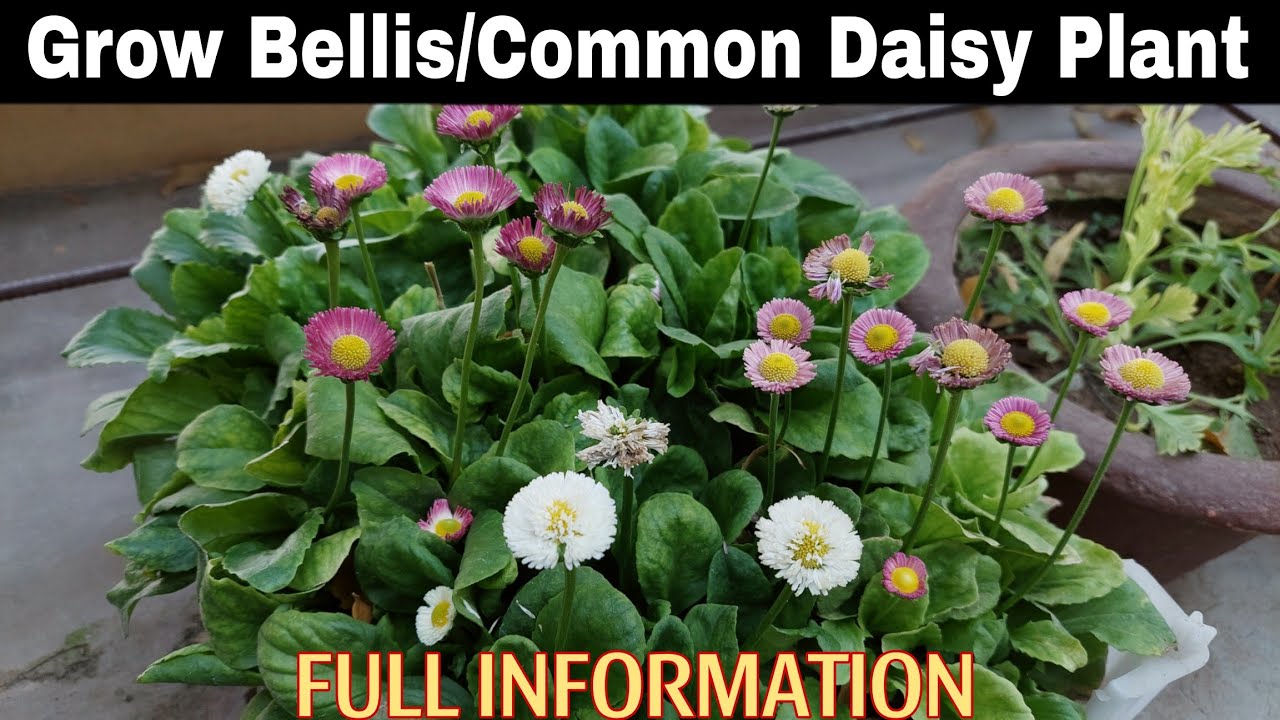 Best Method To Grow Bellis(Common Daisy) Plant At Home🤩|SEED TO FLOWERING|बेलिस का पौधा लगाएं😃
