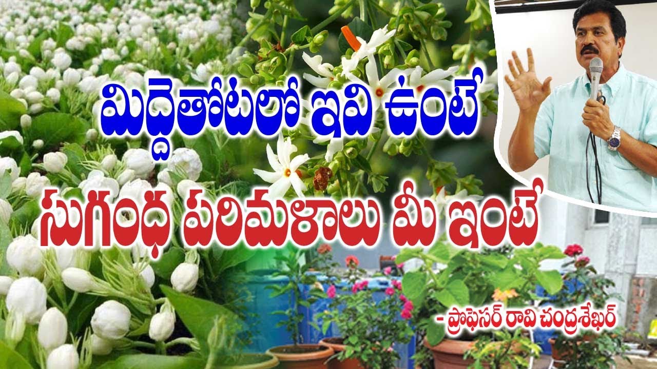 Best Ornamental Plants in Terrace Garden for Fragrance || Raavi Chandrasekhar || Rytunestham