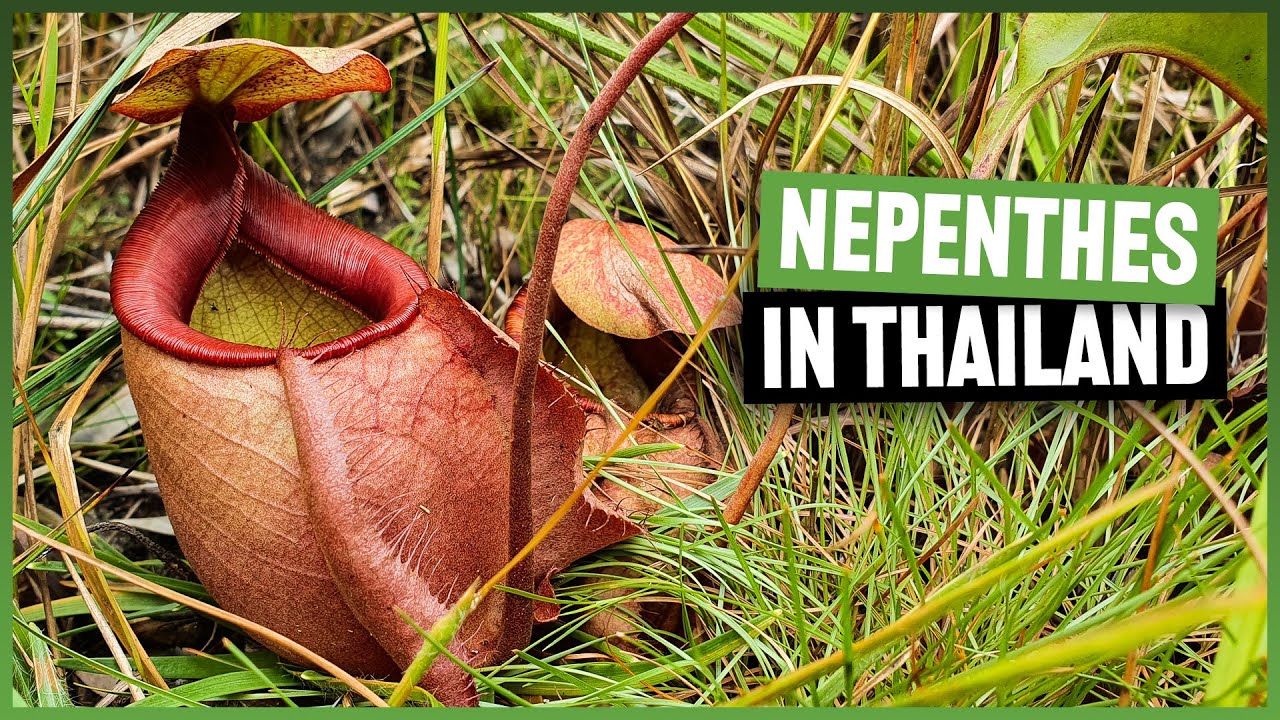 #193 Auf Nepenthes-Tour mit Ton Sunya in Thailand