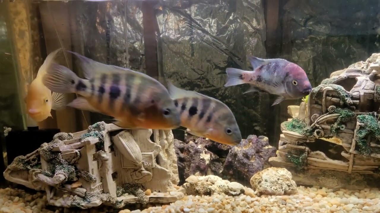 Update on Hogaboomrum and Marble Fenestratus 
