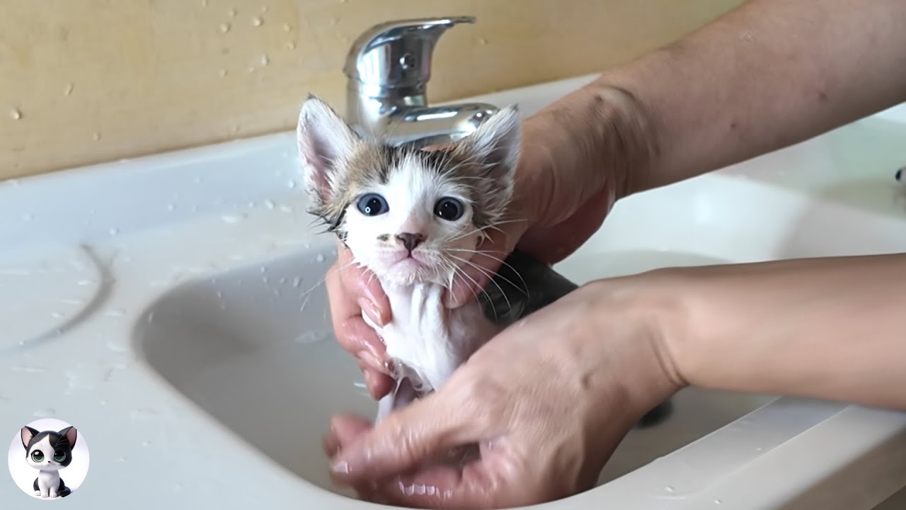Первая ванна котенка поразит вас своей милостью