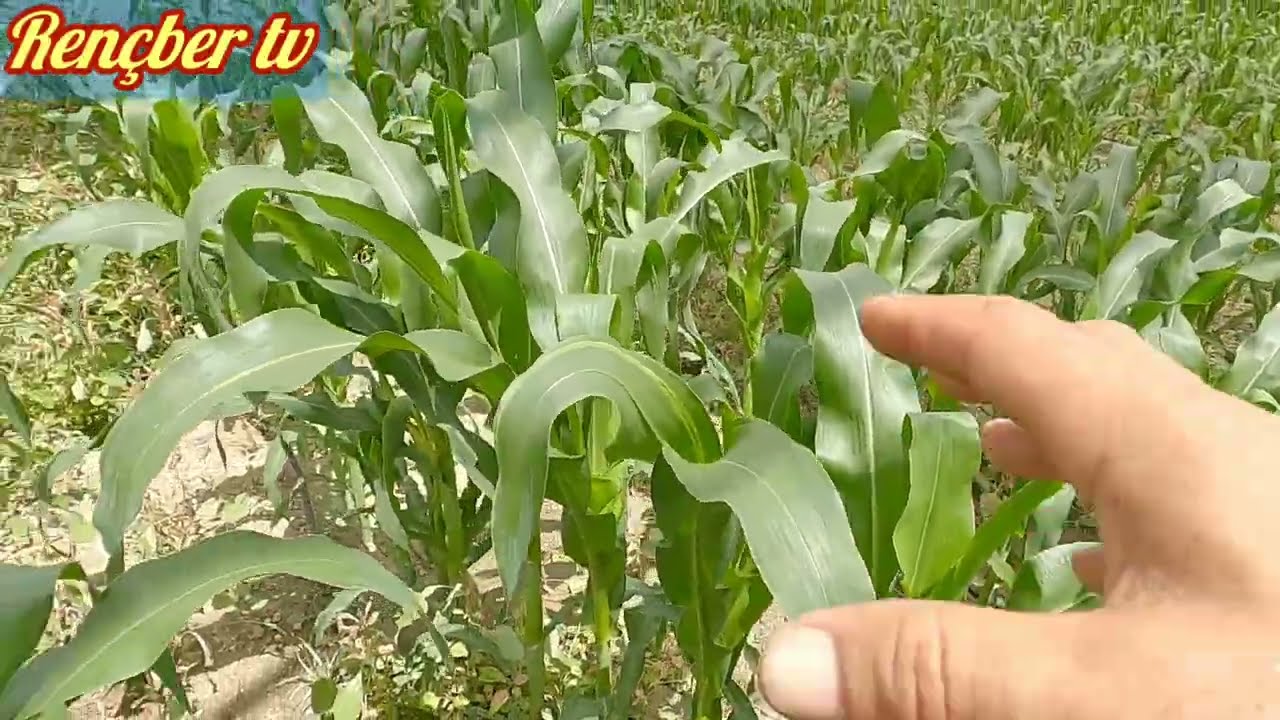 Kolay iş güzel kazanç süt mısırı yetiştiriciliği
