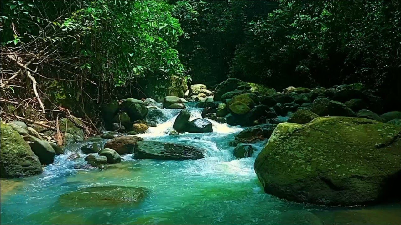 WHISPERING FOREST RIVER | SOFT BIRDSONG & GENTLE WATER SOUNDS FOR DEEP RELAXATION