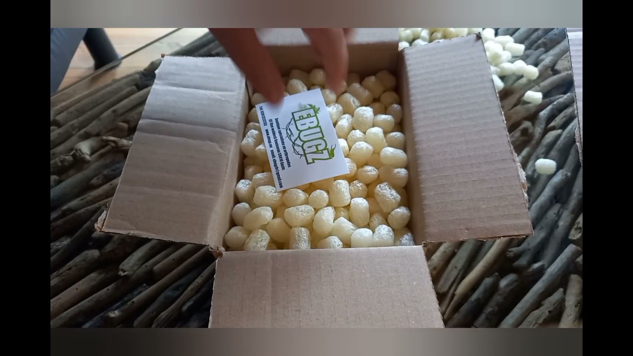 Réception phasmes heteropteryx dilatata