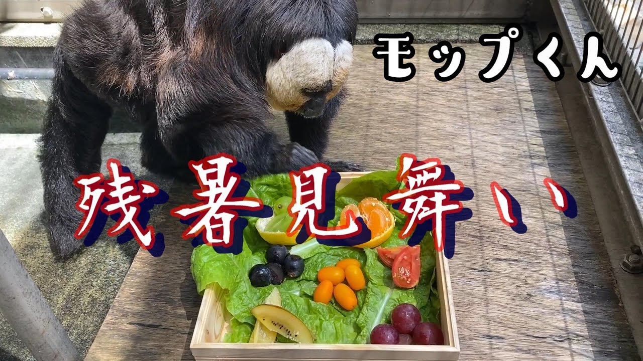 【今日のモップくん】残暑見舞い2021