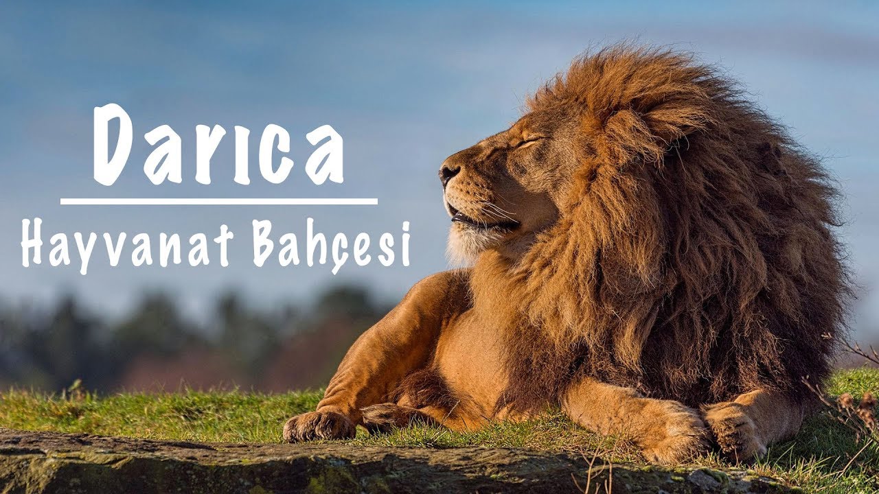 DARICA HAYVANAT BAHÇESİ 🐅 🐆 🐘 🦧 🦒 🐒  Kocaeli Faruk Yalçın Zoo (Hayvanat Bahçesi Gezi Videosu)