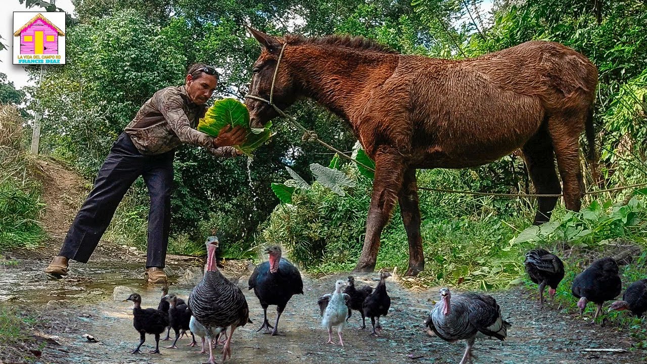 CAMPOS DOMINICANOS,HIGUERITO Y LA LLANADA