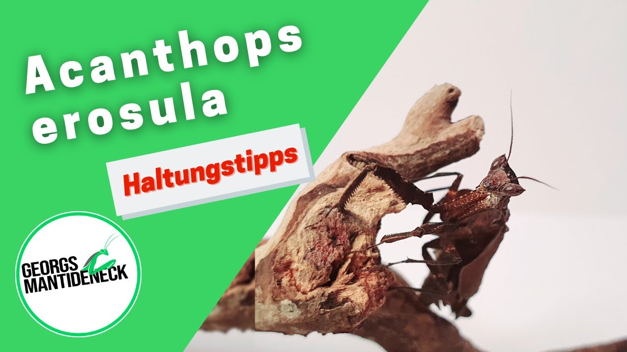 Haltungstipps für die Acanthops erosula (Peruanische Tote Blatt-Mantis)