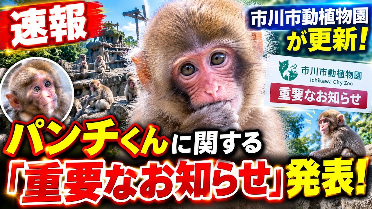 【速報】パンチくんに関する「重要なお知らせ」発表！市川市動植物園がサル山について更新 &lrm;#パンチくん &lrm;#市川市動植物園 &lrm; #ニホンザル