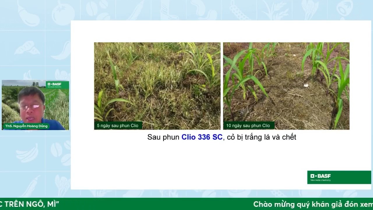 Hướng dẫn sử dụng thuốc trừ cỏ trên cây Bắp(Ngô), Khoai Mì (Sắn), Mía Clio 336SC | AnBIO.vn