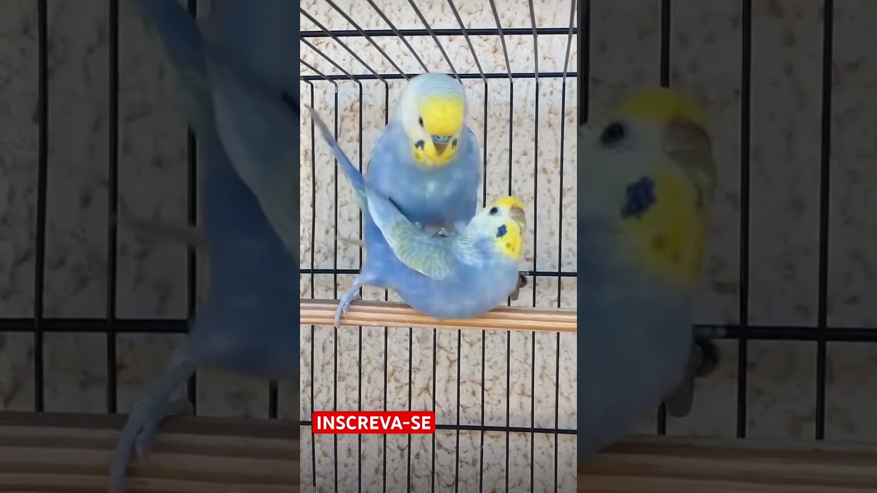 CASAL DE PERIQUITO AUSTRALIANO #cria&ccedil;&atilde;o #piriquitosaustralianos #piriquito #criandoporhobby #aves
