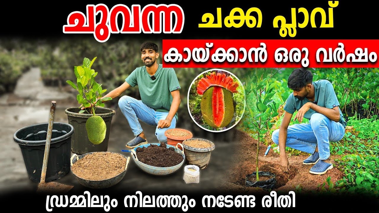 ചുവന്ന ചക്ക തൈകള്‍|പ്ലാവ് നിറഞ്ഞു കായ്ക്കാൻ ഡ്രമ്മിലും നിലത്തും നടേണ്ട രീതി|കിട്ടാത്തവര്‍ വിളിച്ചോളൂ