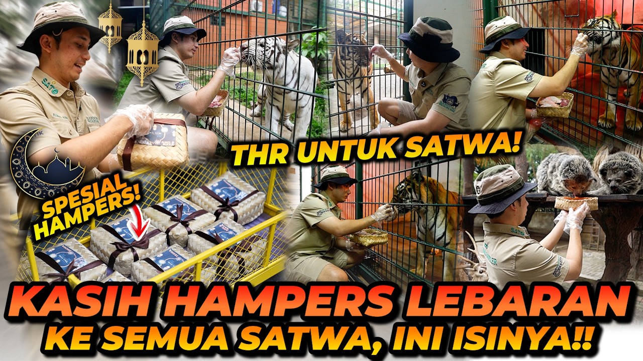 THR UNTUK SATWA2! JINORA MALAH GASUKA SAMA THRNYA?! ALSHAD SAMPAI DIG1G1T BINTURONG!