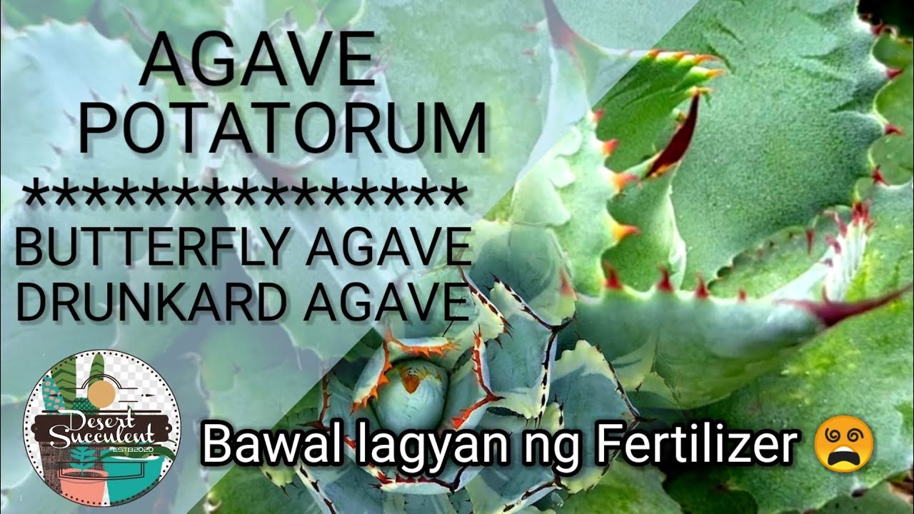57/100 Agave Potatorum Succulent Care Guide || Don't fertilize this plant • Butterfly Agave
