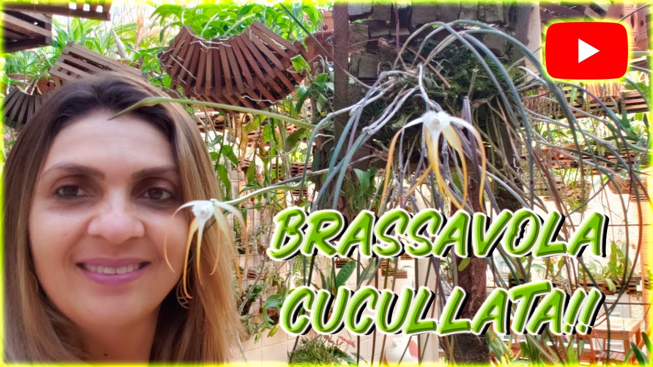 Brassavola cucullata, tuberculata, nodosa e litoralis!!!