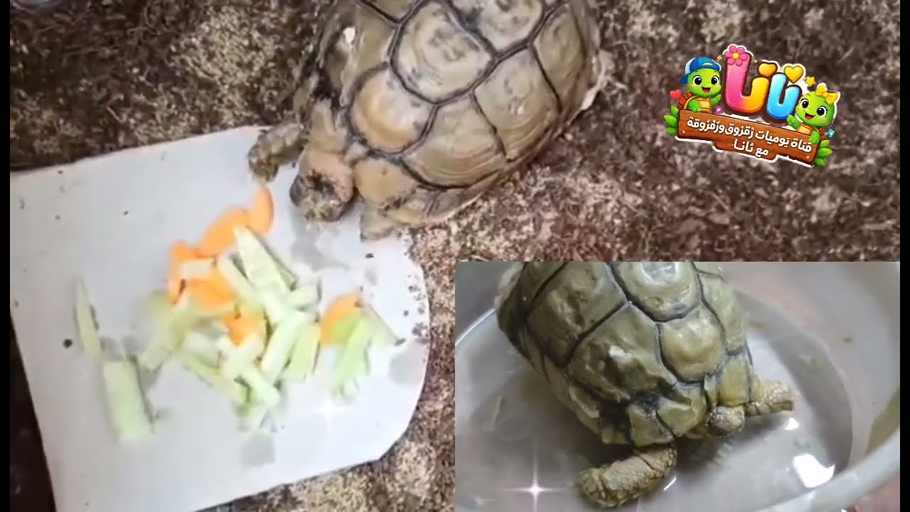 سلحفاتي لا تاكل ما السبب ! في الفيديو ده الاجابه 👌🏻