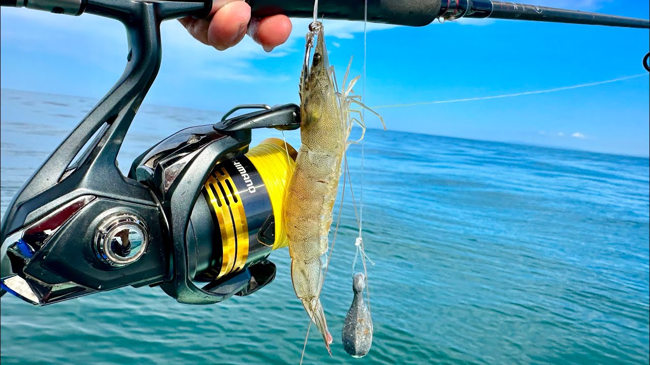 PESCA con CAMARÓN VIVO en BARCO HUNDIDO || pesca al FONDO. 