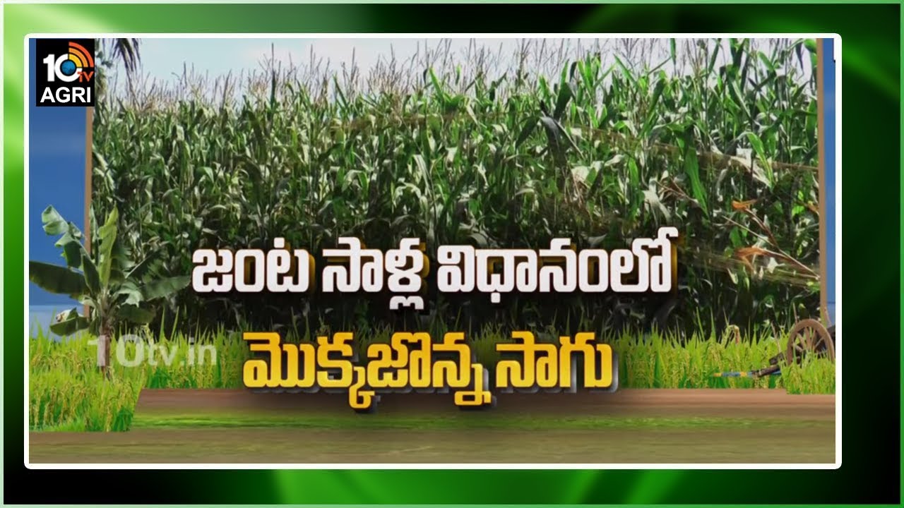 జంట సాళ్ల విధానంలో మొక్కజొన్న సాగు | Farmer Success Story in Corn Crop Cultivation | Matti Manishi