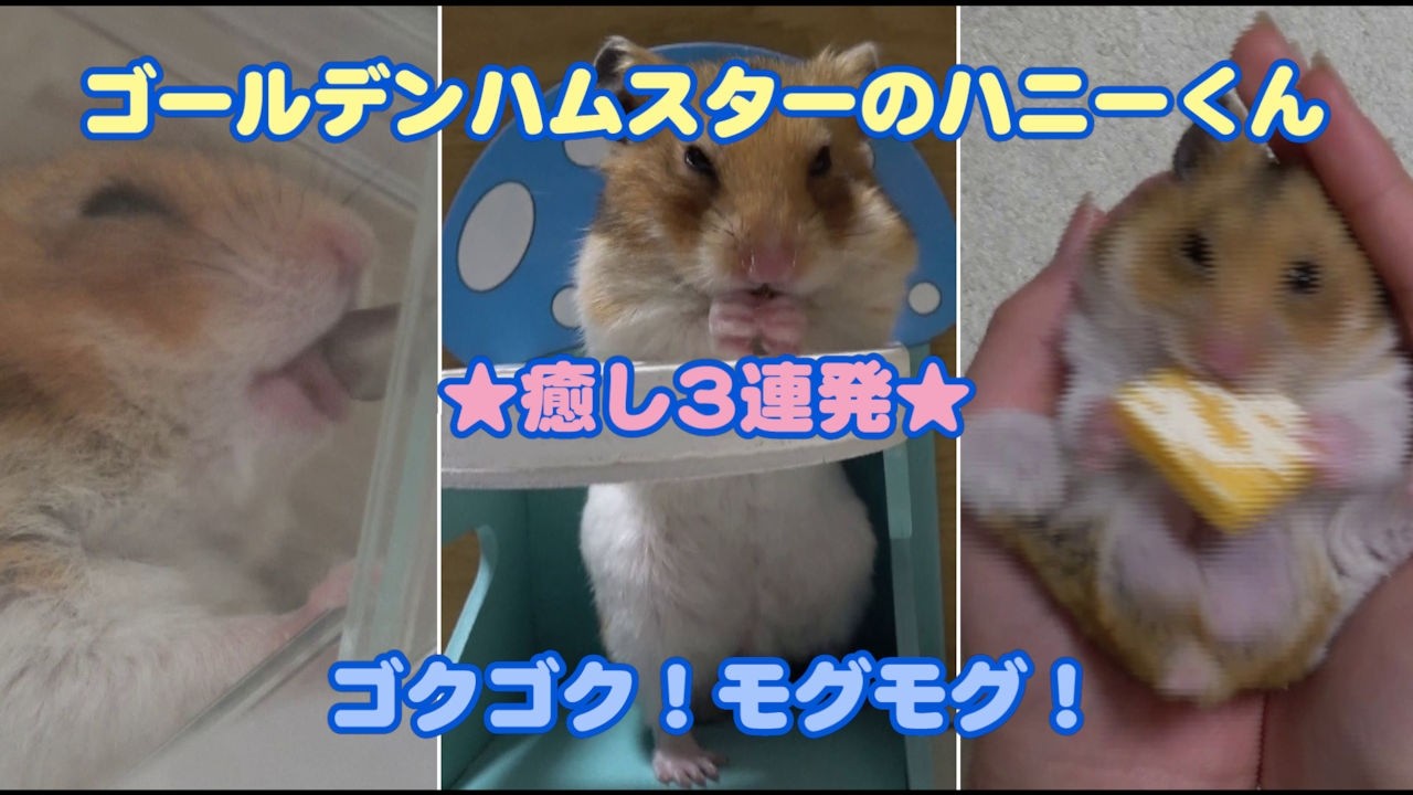 【ゴールデンハムスターのハニーくん】385 耳ペタ水飲み＆手持ちモグモグ！手のひらおやつ癒し満載デー🐹💛