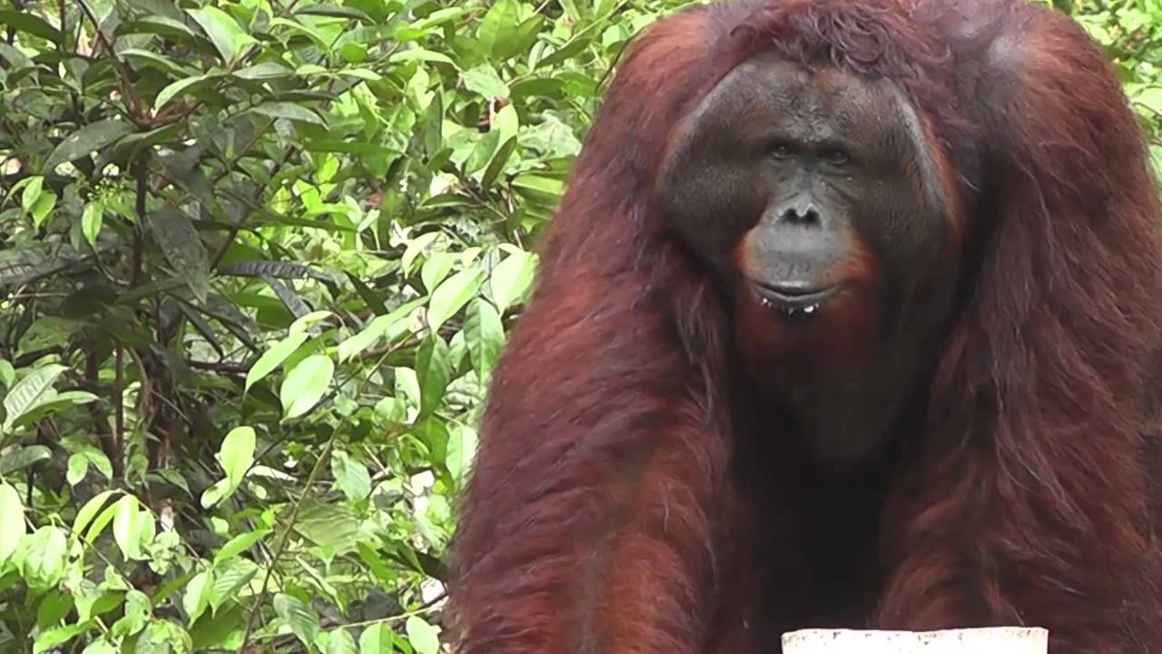 Orangutans at Tanjung Puting National Park, Borneo
