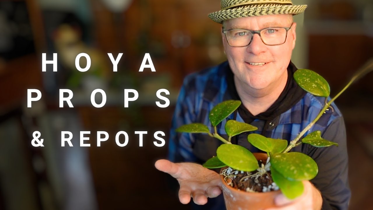 Repot, up-pot, trellis or trail? Lots of good Hoya talk 🌿