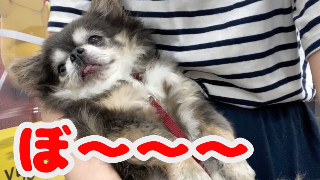 ぼーーーっとするラっちゃん