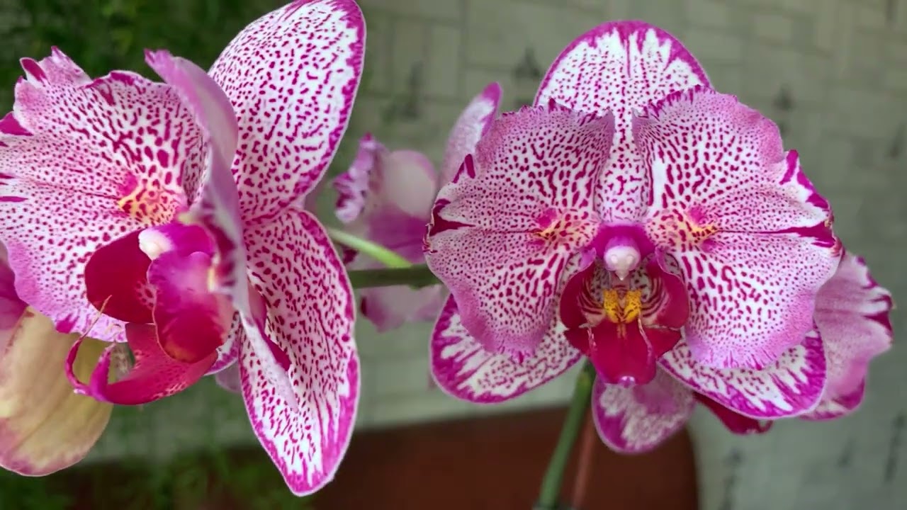 Phal. Joy Spotted Butterfly  он же  phal.H-Sin Pixie Reds 225