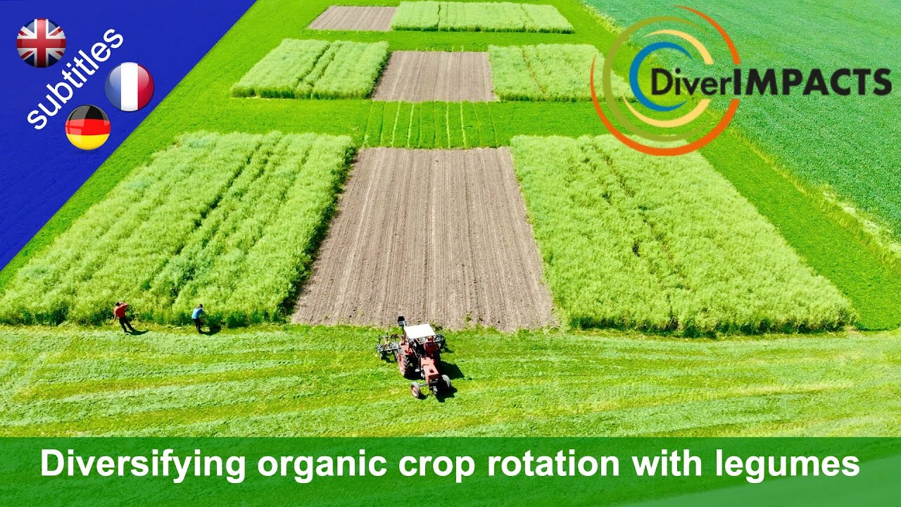DIVERIMPACTS - Diversifying organic crop rotation with legumes The Swiss trial in Fislisbach