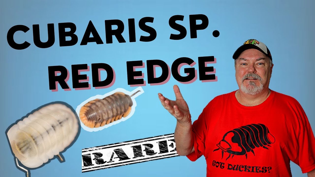 Cubaris Red Edge - A Rare Isopod  |  And a NEW color form!