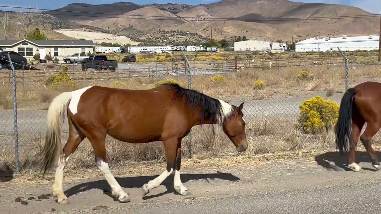 Wild Mustangs in Mound House