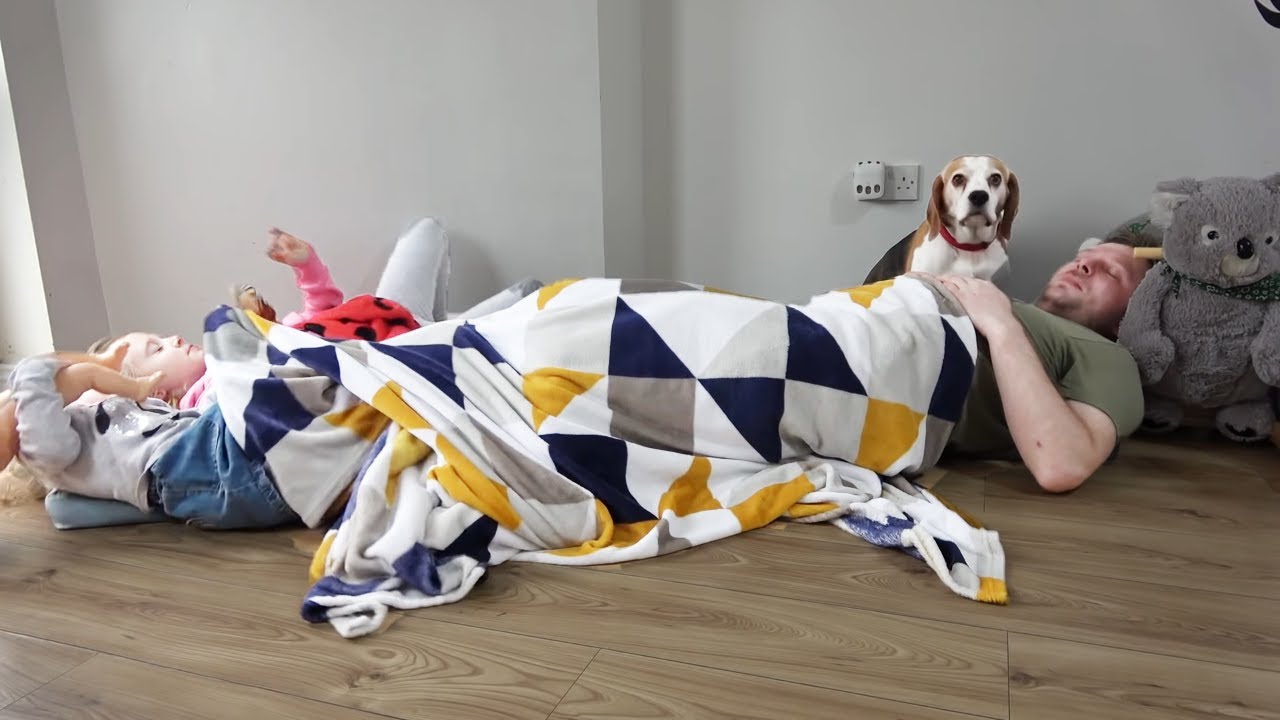 Cute dogs reaction when human stealing their beds