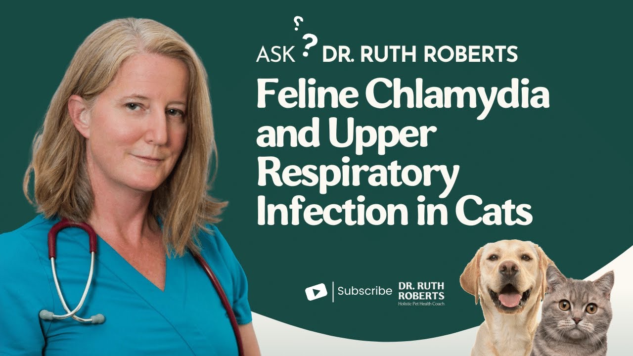 Feline Chlamydia and Upper Respiratory Infection in Cats | Ask Dr. Ruth Roberts