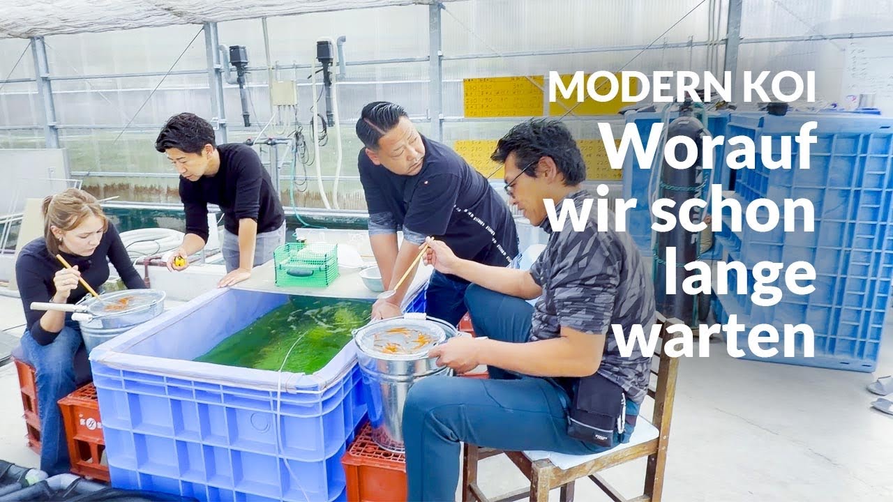 1. Selektion Karashi Asagi | Modern Koi Blog Japan #7745