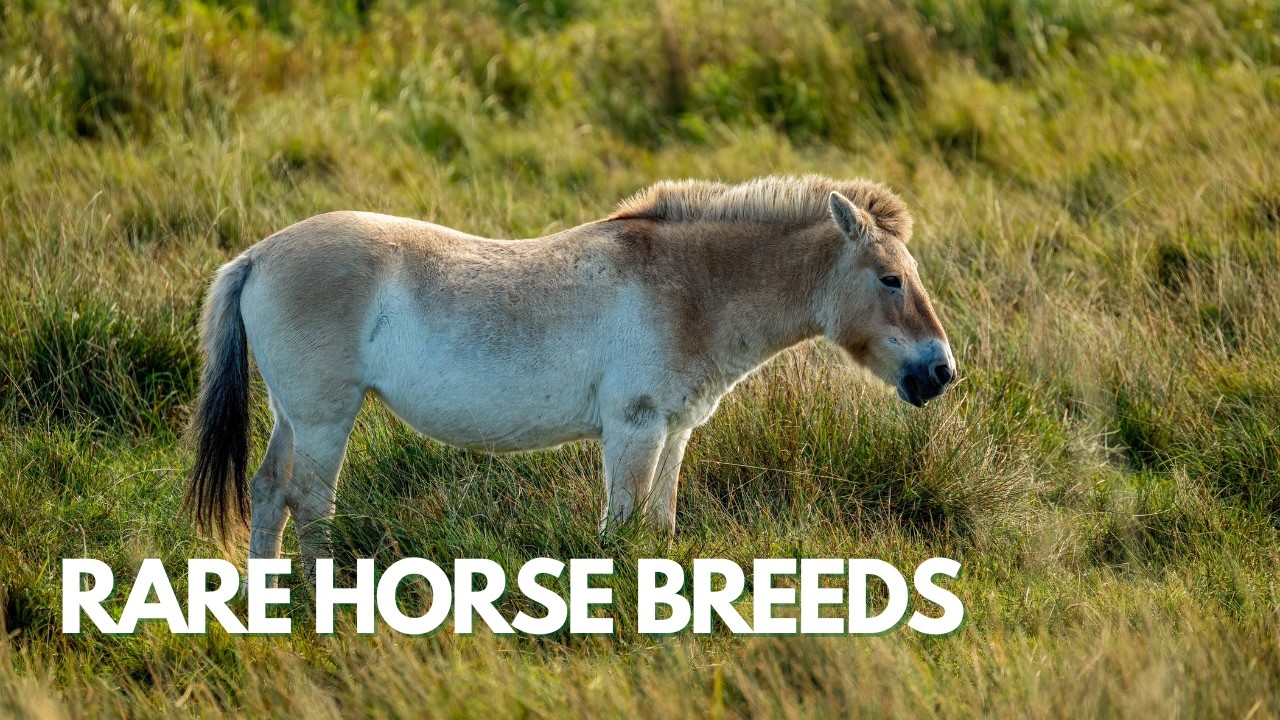 You&rsquo;re Missing Out on These Rare Horse Breeds!
