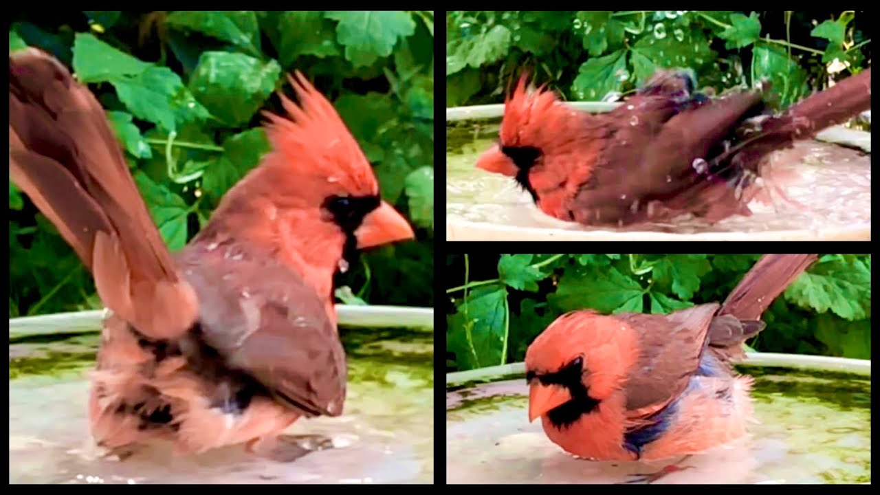 Northern Cardinal | Red Cardinal