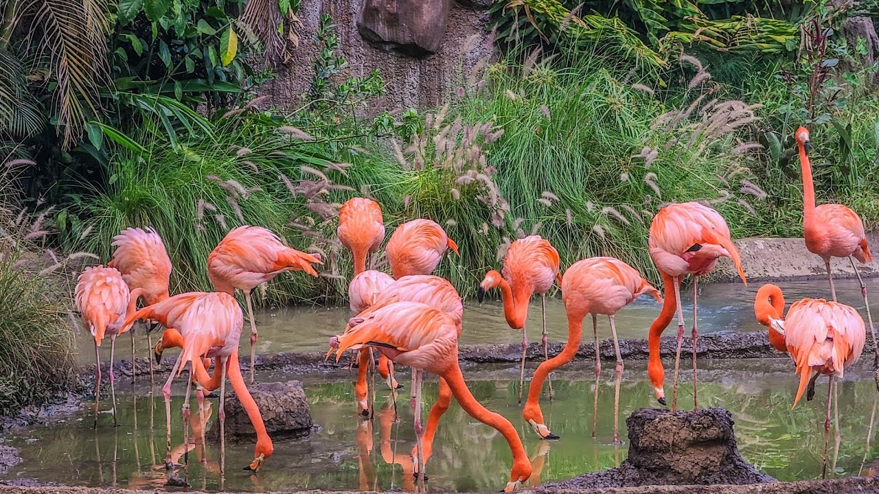 ZOO LA AURORA, EL MEJOR ZOOLÓGICO CENTRO AMÉRICA, GUATEMALA Y SU MEJOR ZOOLÓGICO EN EL 2025 🇬🇹