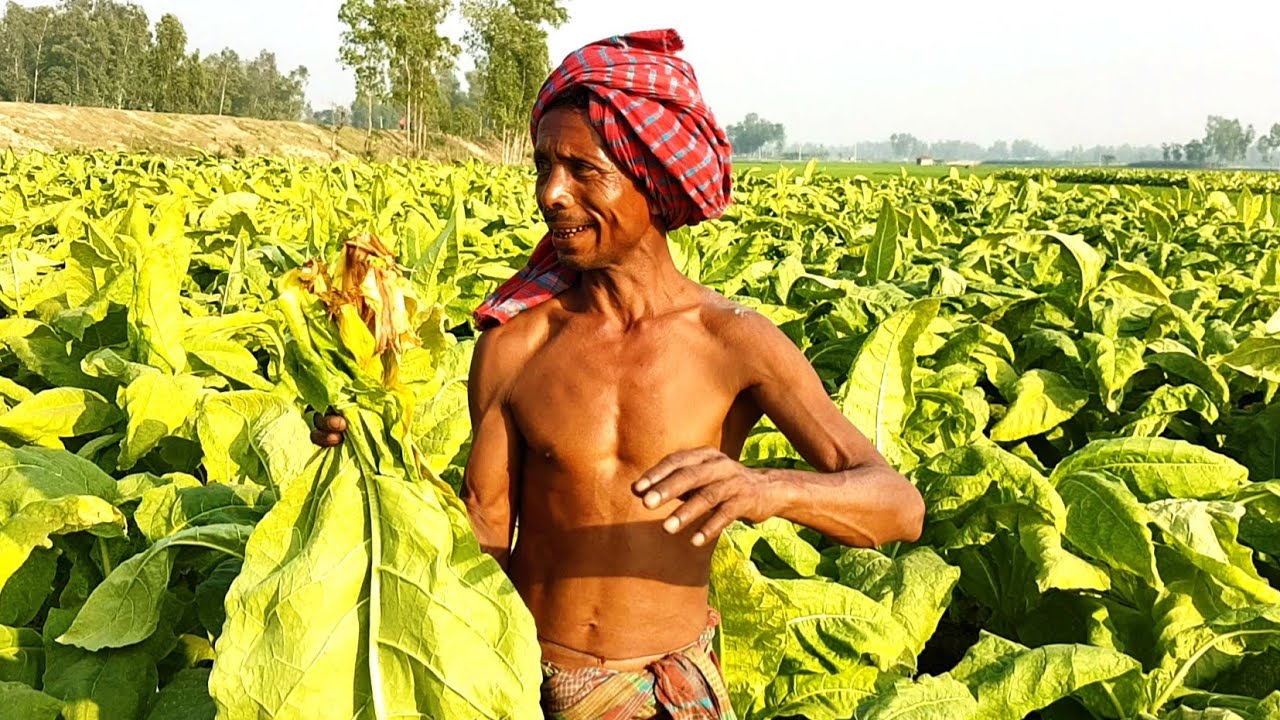 তামাক চাষ পদ্ধতি | Tobacco cultivation method | Tamak pata | তামাক পাতা | তামাক চাষ | Around Btv